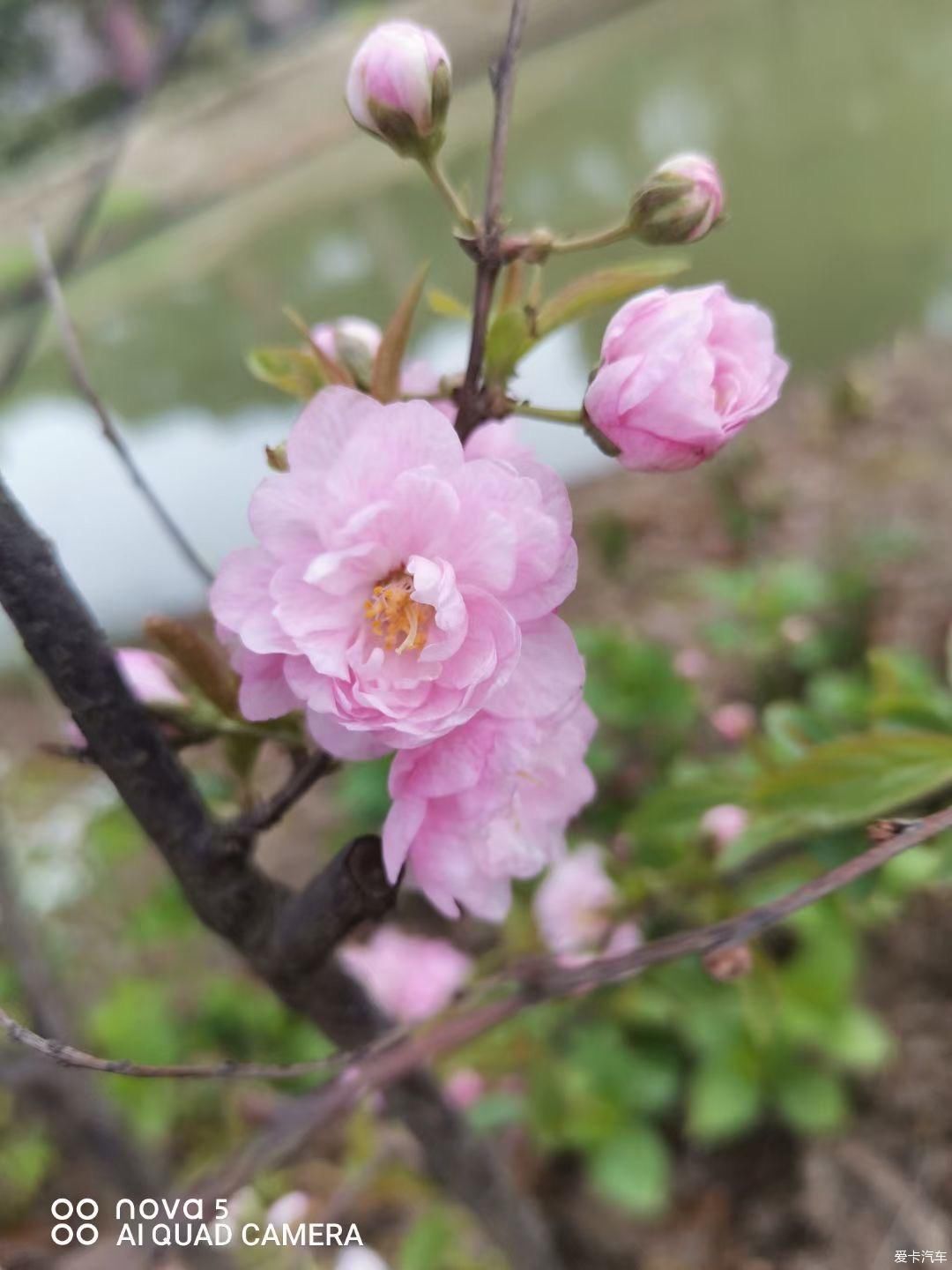 到江南第一松赏花