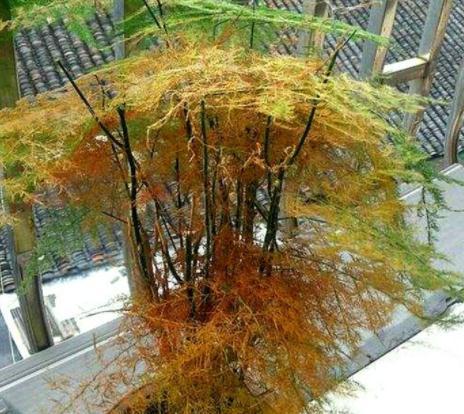 文竹黄叶不用急,换种方法养,几天恢复生机