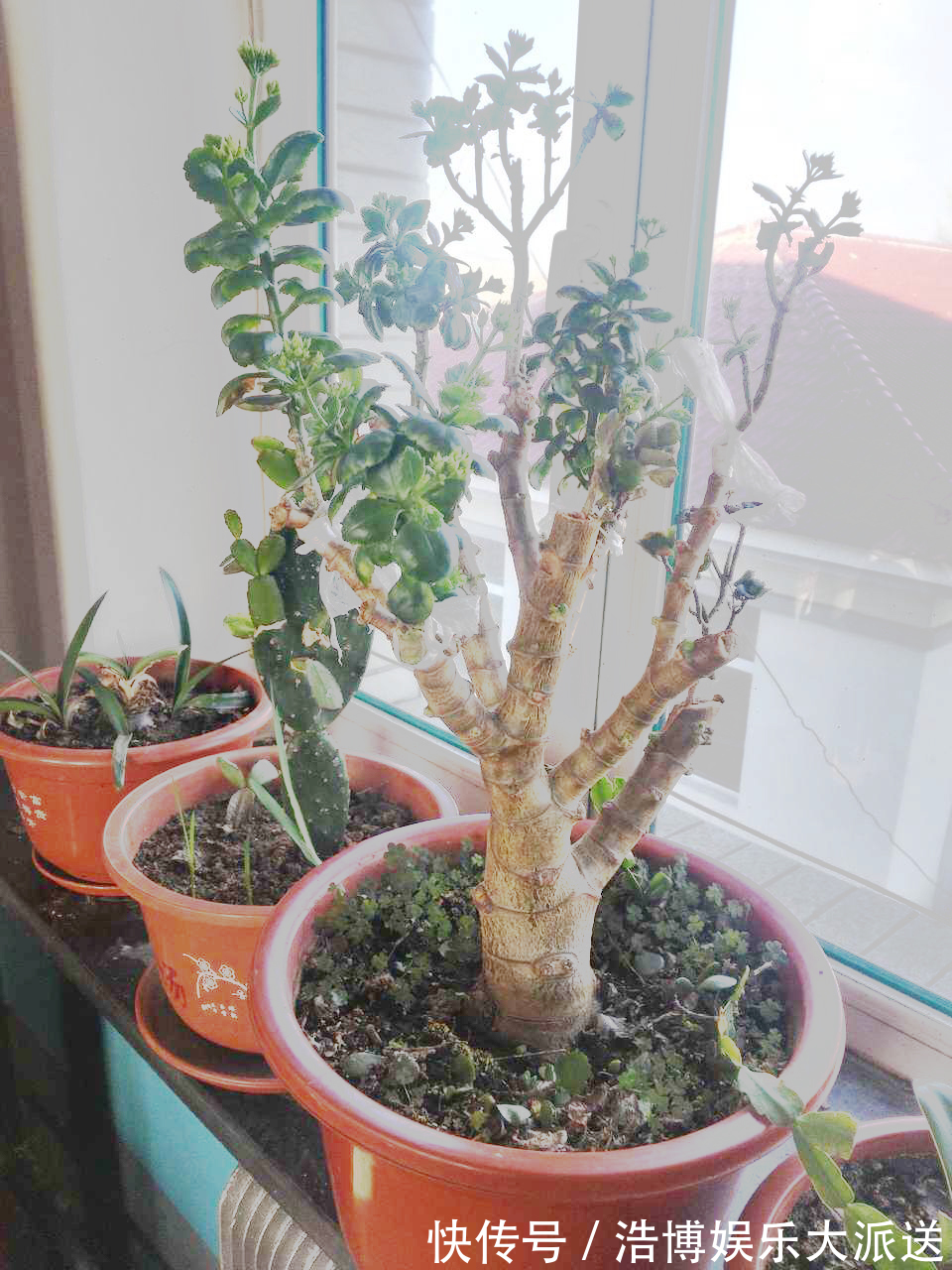 盆景|教你1招,让“长寿花”秒变老桩,开花越来越多,养好能做盆景