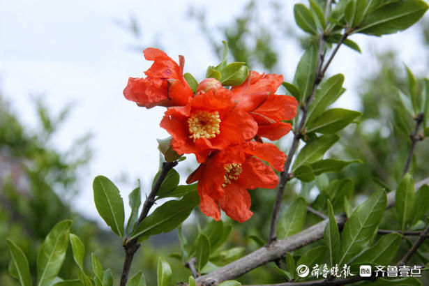 齐鲁|花开齐鲁｜美！泰山彩石溪绿叶成荫花满枝，“榴”光溢彩别样红