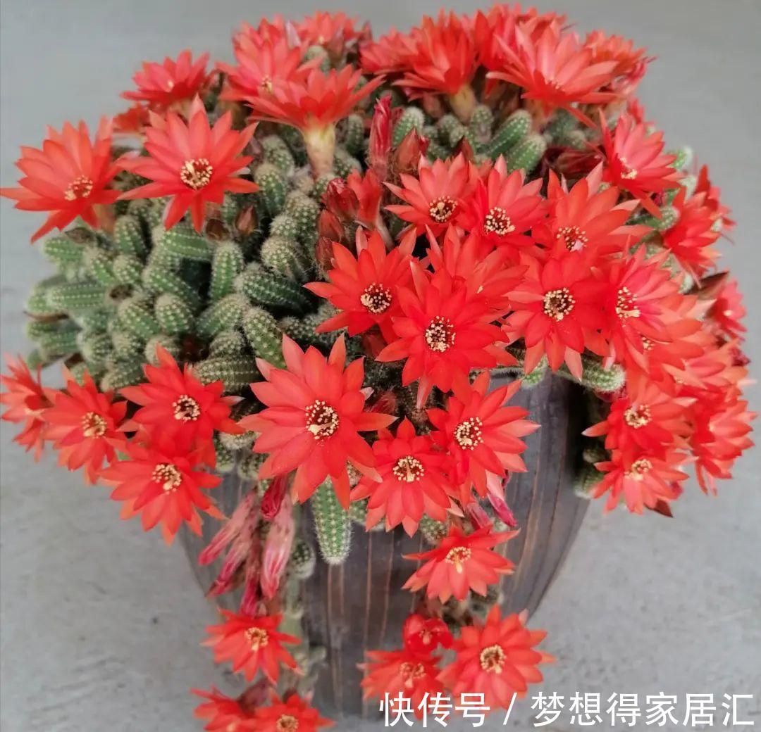 养到烦人的花，盆都不够用，扔掉还很心疼