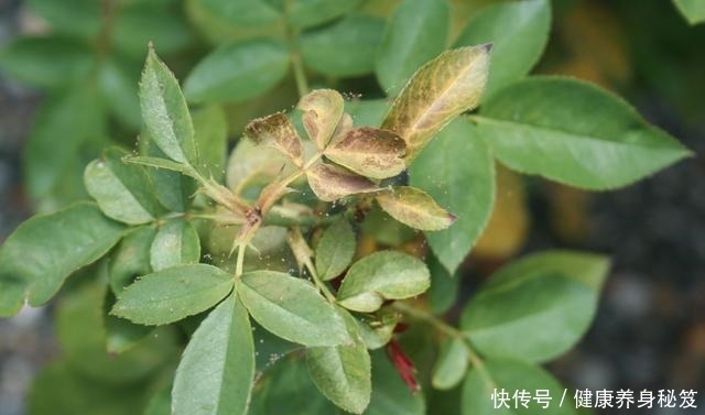 月季红蜘蛛不用药也能治家有小孩不用药,红蜘蛛全部死翘翘!