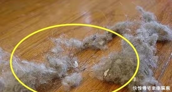天天打扫,地上一层“毛絮”,这样做“双管齐下”,一个月不用扫