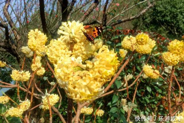 元宵节，带着你的“李焕英”“云”赏花吧！|春暖花开醉咸宁① |元宵节，带着你的“李焕英”“云”赏花吧！\＂,\＂i12\＂:\＂春暖花开醉咸宁①