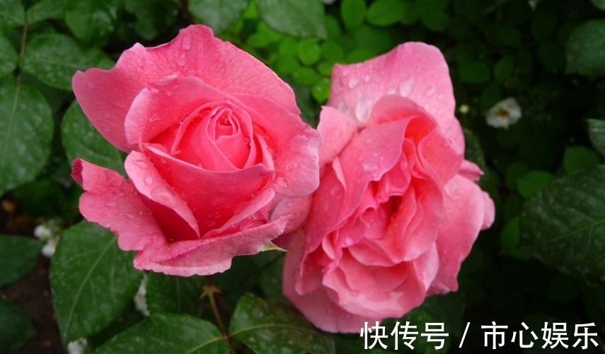 家养月季开花少教你一个小技巧,蹭蹭长花苞,邻居看到问技巧