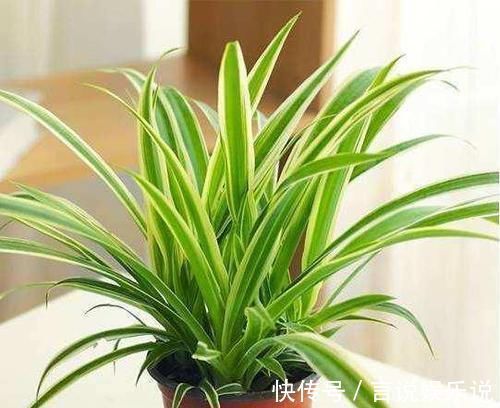 排水|养花不死,全靠盆土,用这个土养花,能活几十年