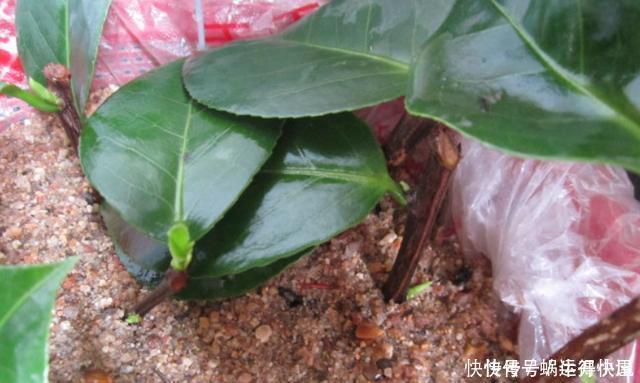 多肉|扦插的5个错误操作,不是难生根,是你做错了,扦插其实很简单