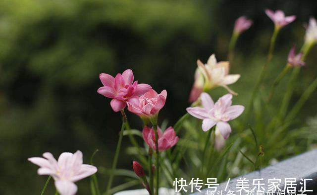 花草|6种花,早该进封闭阳台养殖“黑名单”,不要再当宝,该弃就弃了