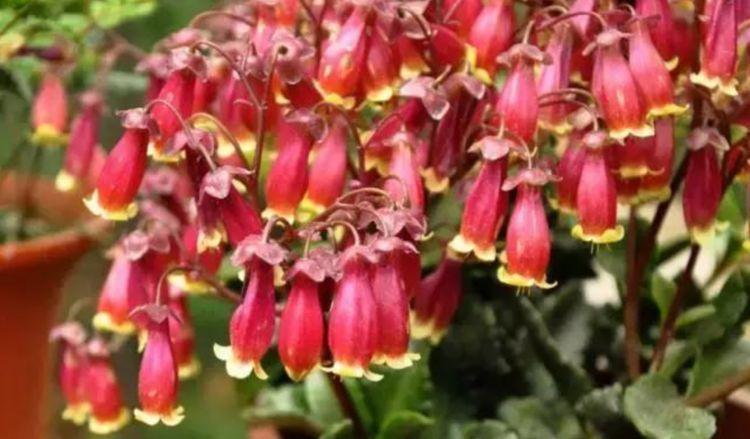 养花就养此4种，好养易活花量大，还能散发淡淡的香气