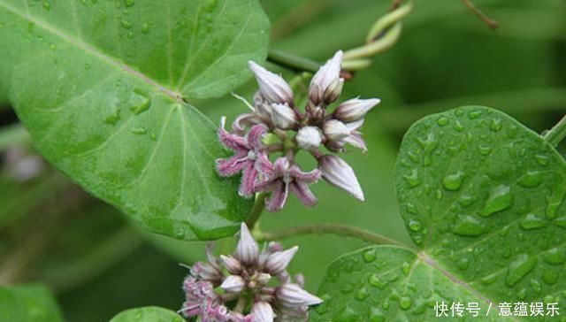 何首乌|这种植物外形像“何首乌”,长出的果实却只吃外皮,农村娃都吃过