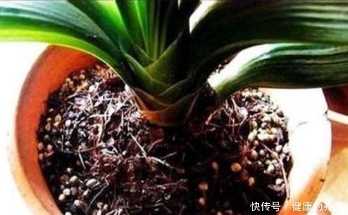 夏天养君子兰,记住“两不能”,养成好状态,入秋就开花!