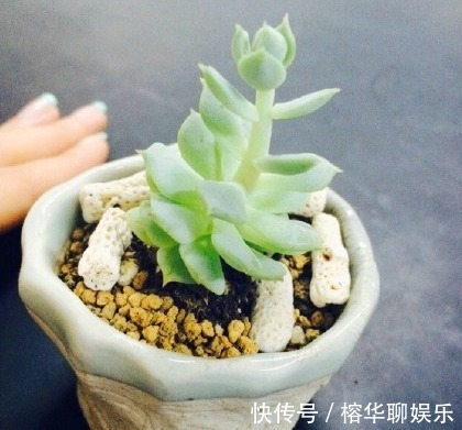 别人家和我家“多肉”对比图,能养得“丑”出境界的,真是辛苦了