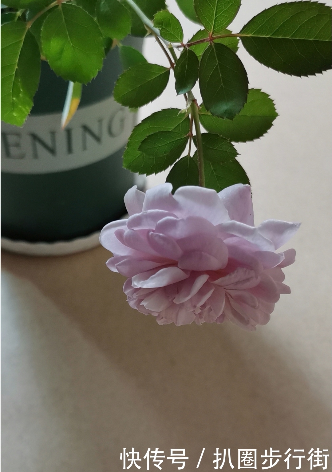 你的那些盆栽月季长得如何？