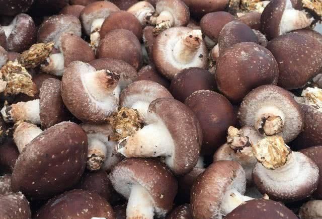 癌细胞|43岁大姐患癌,一年后癌细胞越来越少,原来是因为“它们”