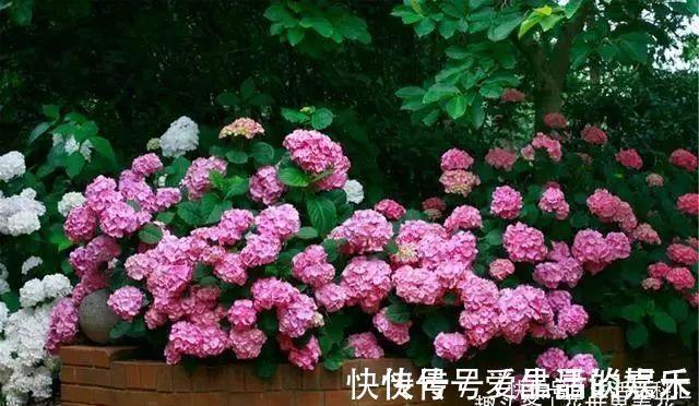 绣球|它们是“庭院3宝”，有院子一定要种全，开花时让人羡慕