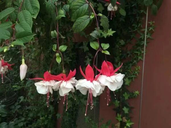 花期|新手爱花试试这两种,找根枝条就能扦插,从现在开花到来年春