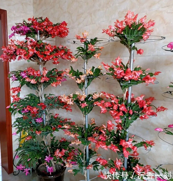 蟹爪兰|真假蟹爪兰,十有八九会认错,“嫁给”仙人掌后,统统开成花大树