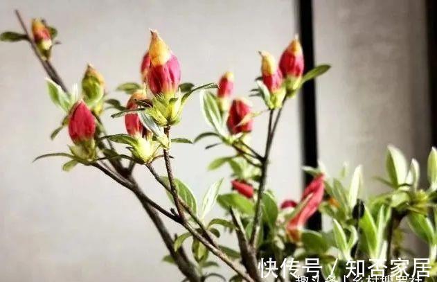 土壤|花卉土壤又粘又湿，养花最容易烂根，如何解决这个问题？