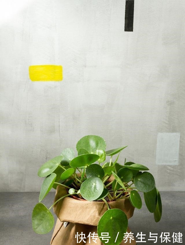 家里养绿植有小飞虫咋灭 家里养绿植有小飞虫咋灭