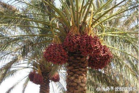 叫枣不是枣,产量奇高且比红枣甜,外国人当主食,国内却很少人种