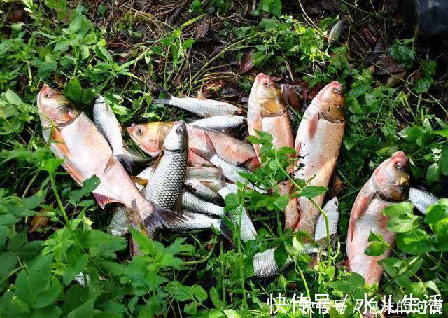 盘点几种夏天野钓的天然重窝，切记准备要大钩粗线