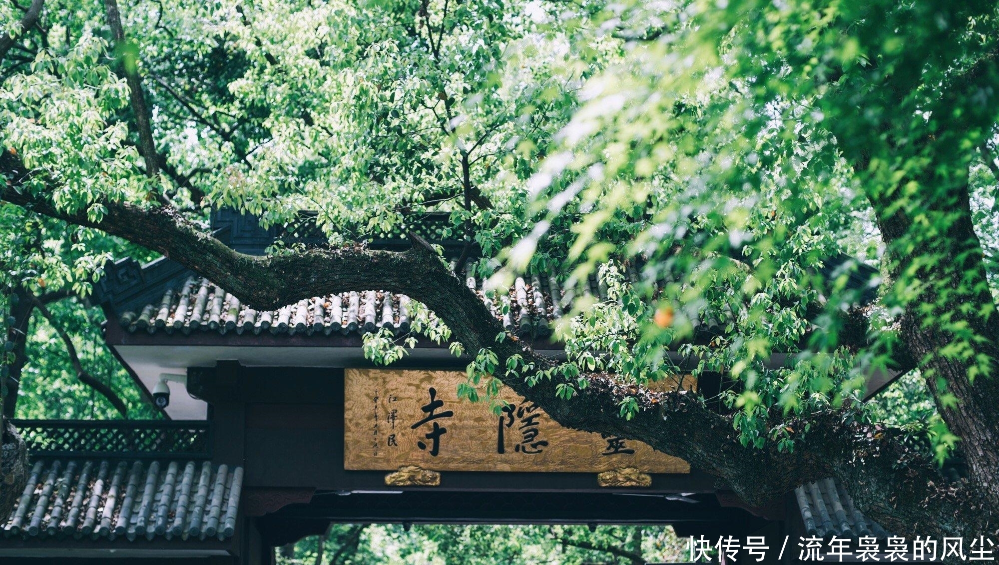 闻名|杭州灵隐寺，一碗腊八粥，温暖一座城