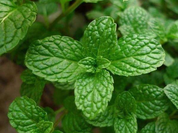 强性|吸臭强性强的4种花,摆在卫生间里,杀菌驱虫,比清新剂还好用