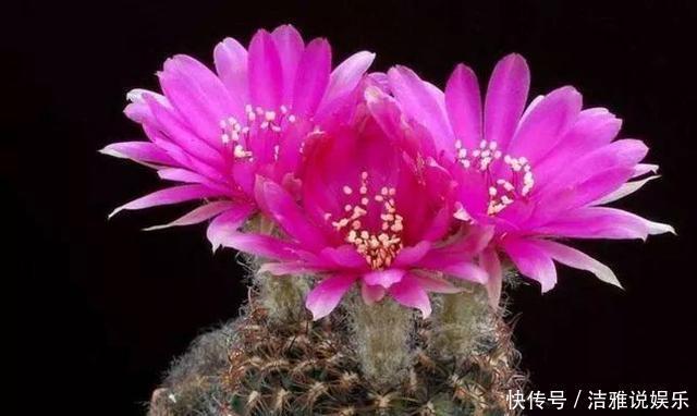 阳台|夏天养花就要养它们,放在阳台狠狠晒,天天开成小花园!