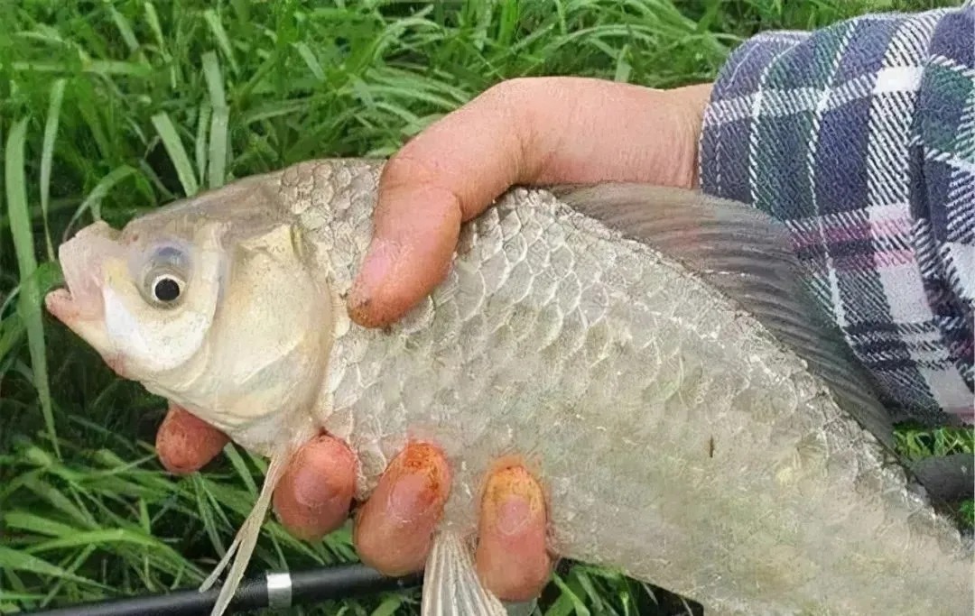 钓鱼|冬季钓鲫鱼，钓深还是钓浅？选错就是浪费窝料浪费钱