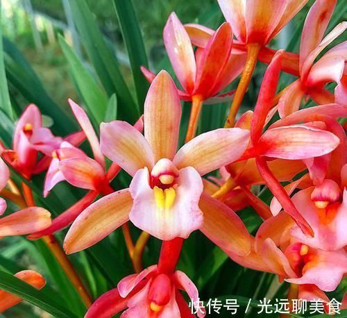 它是兰花中的“香祖”,红杆红花,一开就是20朵,每年可开花3次