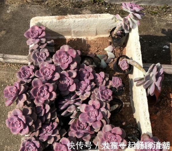 花友|它被称为多肉植物中的黑马，长速快，适应能力强，不种一盆就亏了！