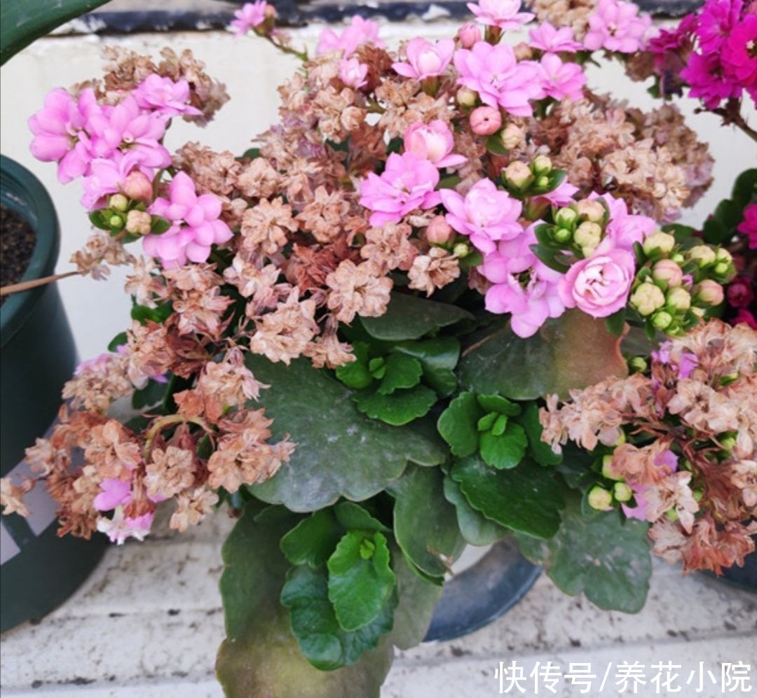 阳台上|夏天6种花太怕热，要“少水少肥少光照”，才能长得旺