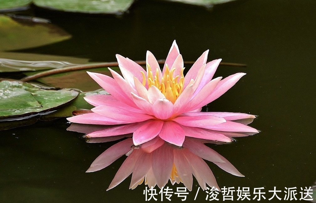 此花是神圣之花,在古希腊被当做供奉给神女的花,有着无限的魅力