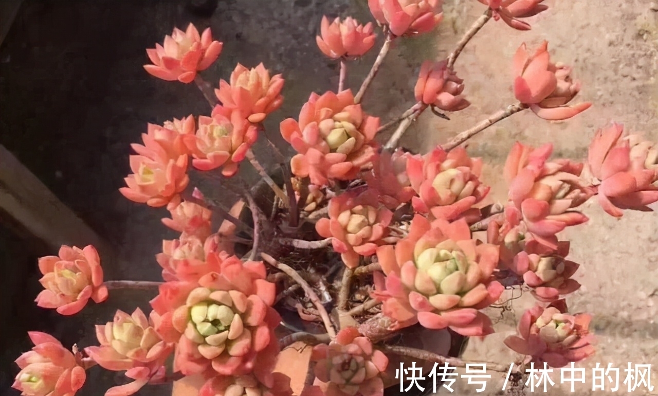 养多肉马库斯,花友们遇到的4个问题,说一下我的答案