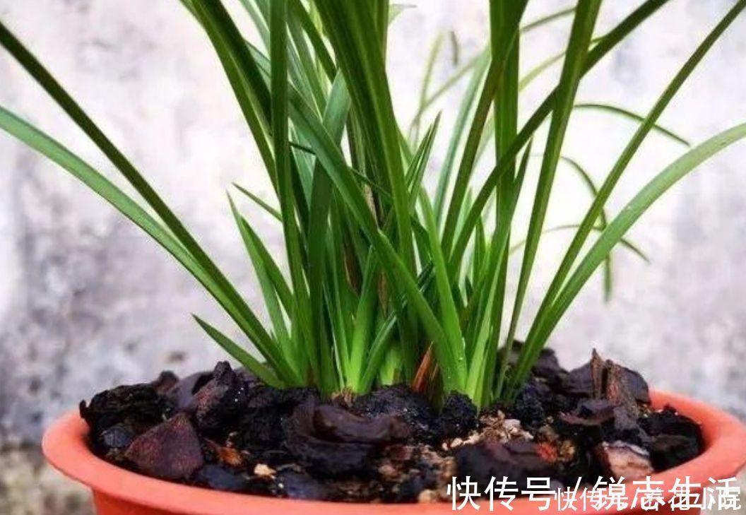 植株|夏天太热，家中养兰花有“4不做”，现在知道还不晚