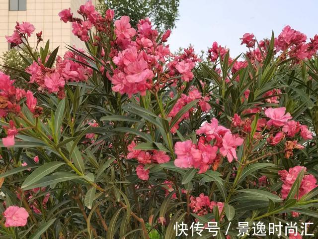 龙葵|门口的果子像“龙葵”,赶紧要拔掉、千万别吃,会中毒