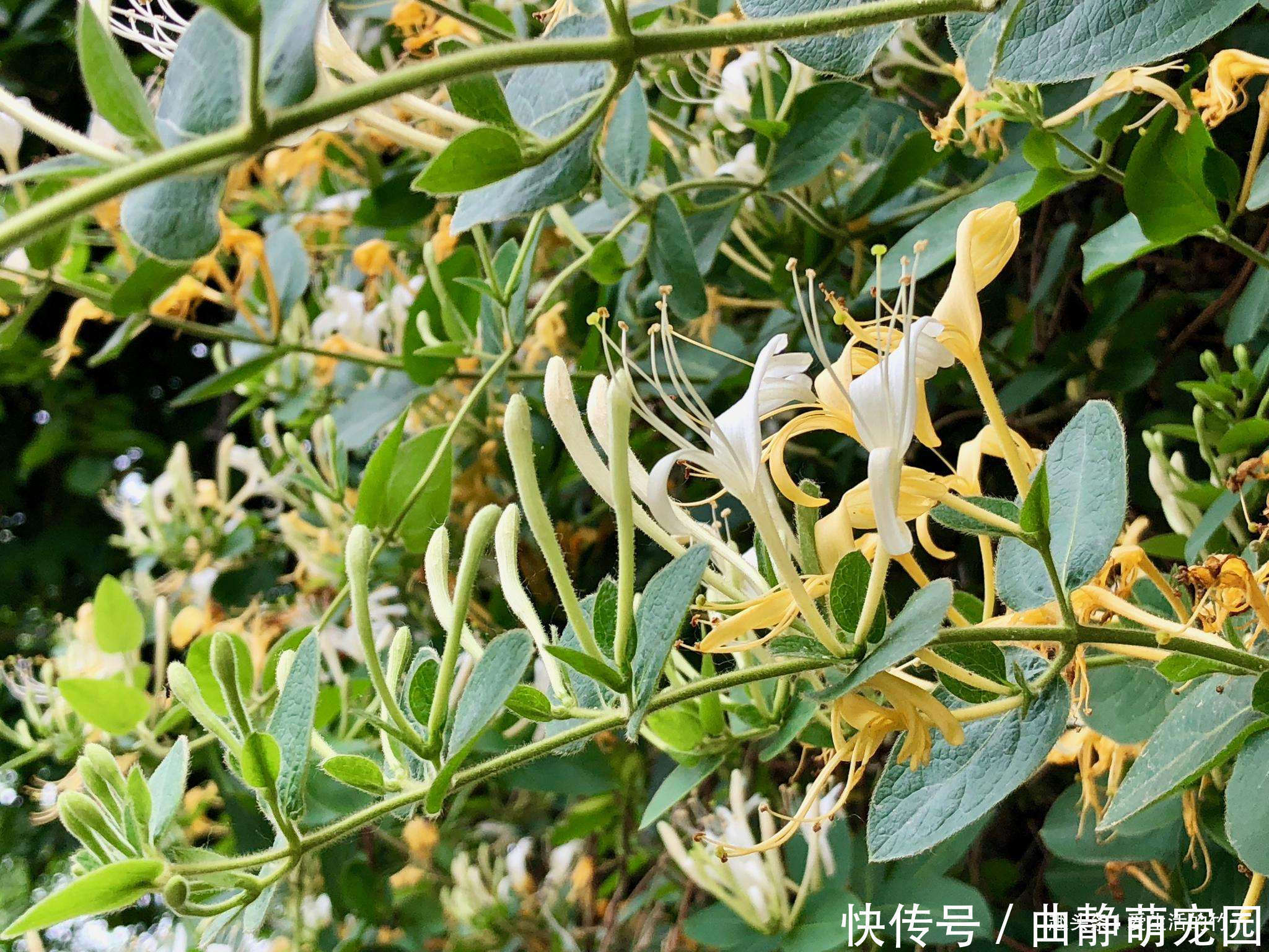 金银花和山银花的区别,认识一下,根据需要,可以区分就好