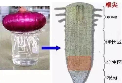 汇总|高中生物必修1-3考点汇总, 背诵与动图搭配! 强烈建议收藏！