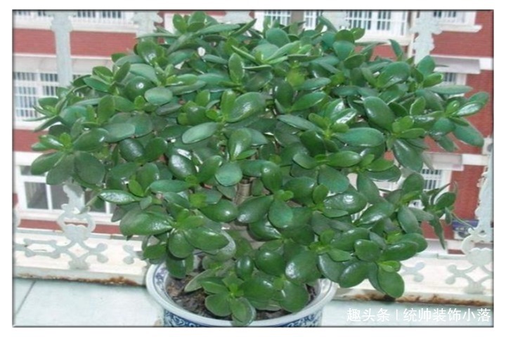 夏季玉树叶片发软，教你3招，叶片油绿枝芽冒满盆