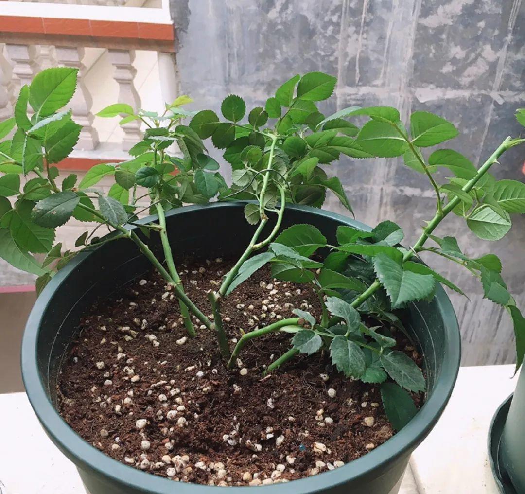 种花|8种花赶紧剃头,剃得越狠,开花越多