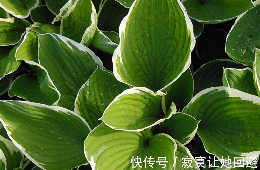 太阳花|这5种冬眠花,记得在春天唤醒