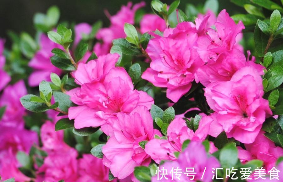 养花试试这几款，很好看，红白两色给人一个简单的想法