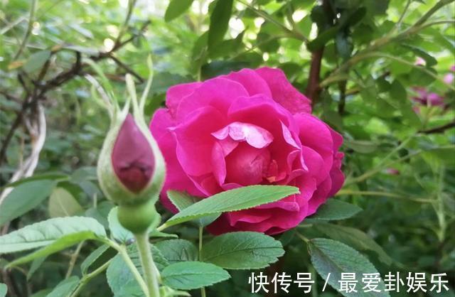 3种“养人花”，能吃能观赏，好养又漂亮，还能净化空气，喜欢