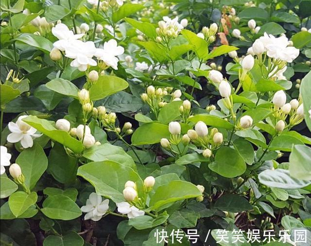 茉莉|家里没有阳光，不要去养3种花，养了也不开花