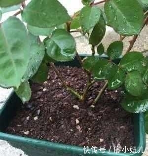 强壮|老花农说：盆栽月季花一定要注意这几点，花开一整年太幸福了！