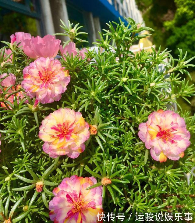 6种花超级喜欢太阳,晒得越多“花”越多,养一盆不亏