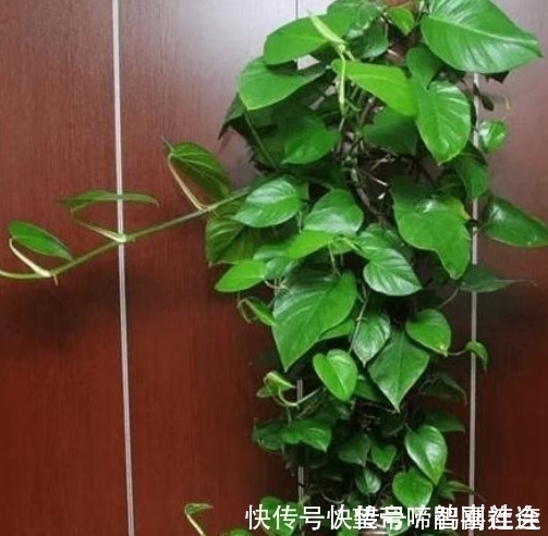 绿萝卜|隔壁大爷把“塑料瓶子”绑起来,绿萝盆栽,被他养成一棵绿萝树