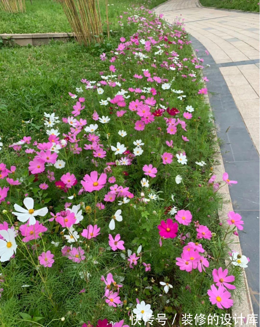 芦荟|8种花像“老母猪”，种一棵，生一窝，多得没地方养
