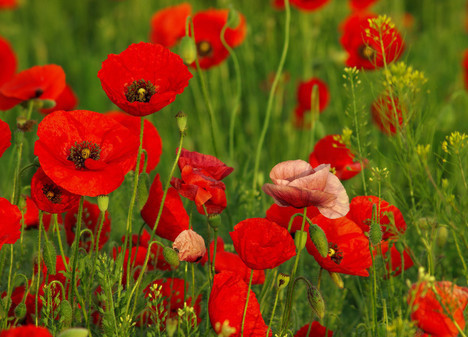 此花所代表的是希望,但却是一种危险的花,十分的好看