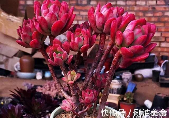 多肉冻成冰糖葫芦，三动作“快速化冻”不黑腐，缀成群头小老桩